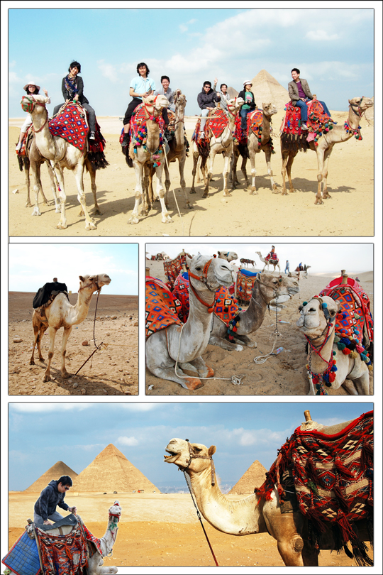 ขี่อูฐ Camel ride , The Great Pyramids of Giza