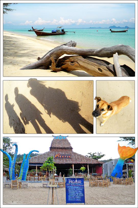 หาดทราย ชฎา หมาทะเล